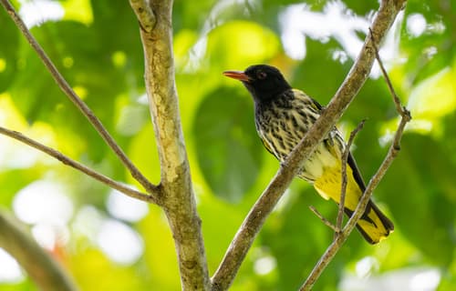 Ventriloquial Oriole