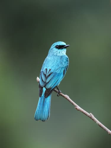 Verditer Flycatcher
