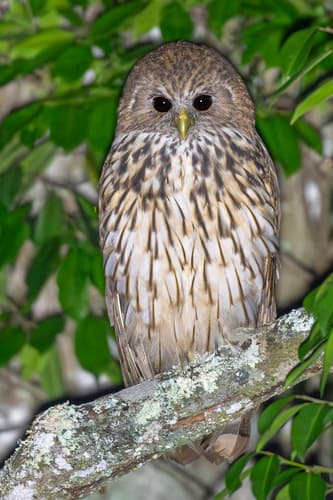 Vermiculated Fishing-Owl