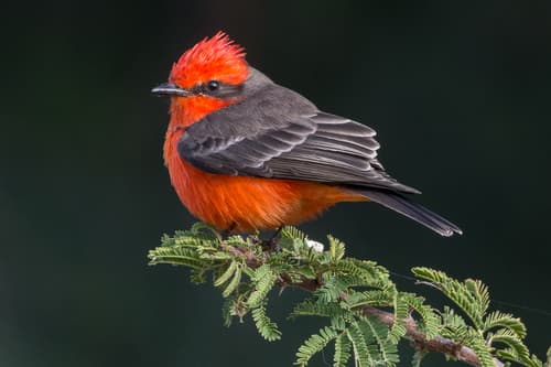 Vermilion Flycatcher