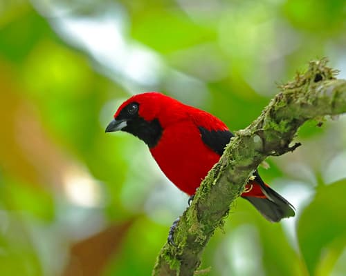 Vermilion Tanager