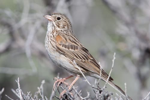Vesper Sparrow