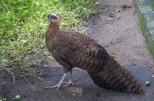 Vietnamese Crested Argus