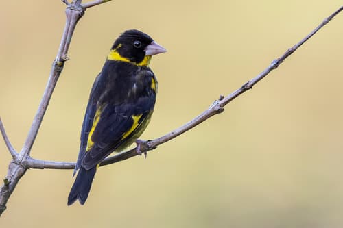 Vietnamese Greenfinch
