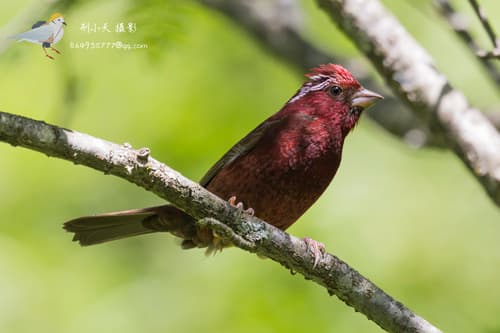 Vinaceous Rosefinch