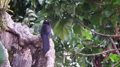 Violaceous Coucal