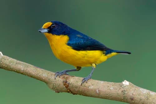 Violaceous Euphonia