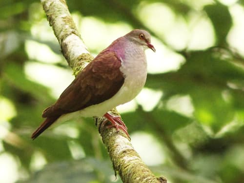 Violaceous Quail-Dove