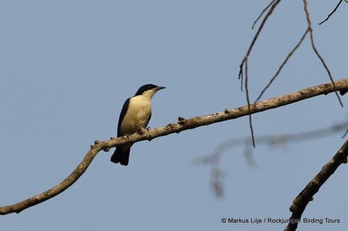 Violet-backed Hyliota