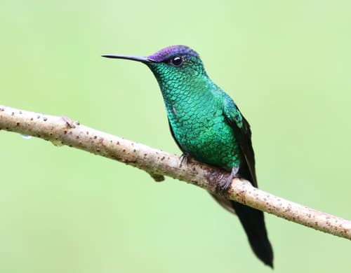 Violet-capped Woodnymph