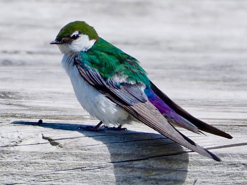 Violet-green Swallow