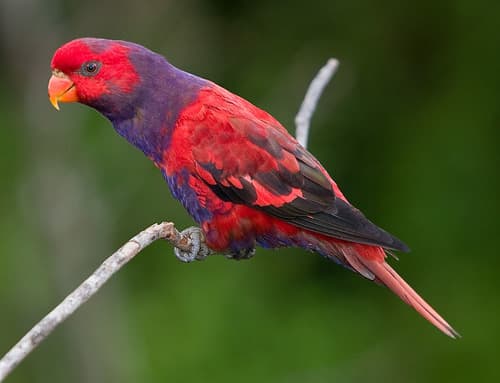 Violet-necked Lory