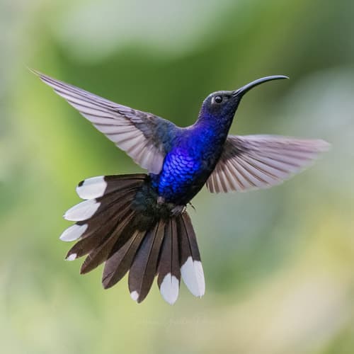 Violet Sabrewing