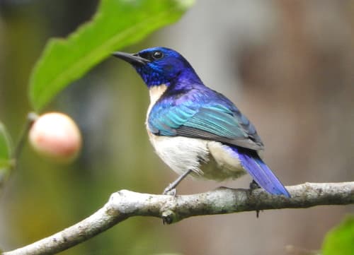 Violet-tailed Sunbird