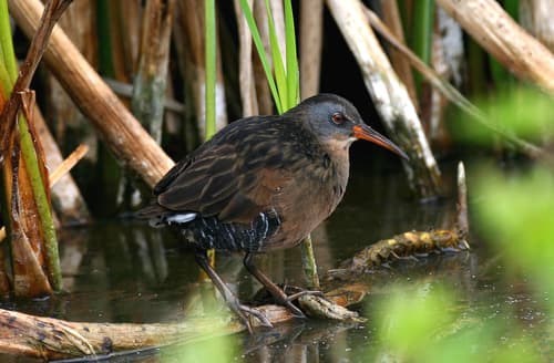 Virginia Rail