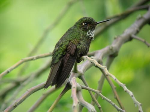 Viridian Metaltail