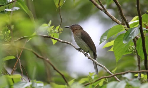 Visayan Bulbul