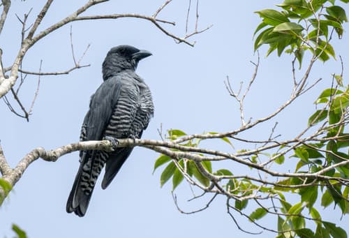 Visayan Cuckooshrike