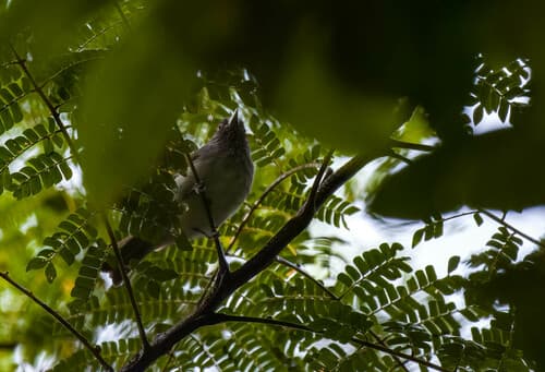 Visayan Pygmy-Babbler