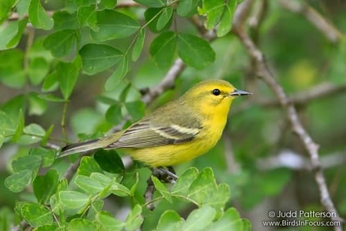 Vitelline Warbler