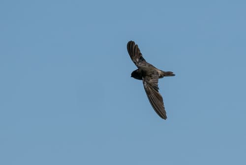 Volcano Swiftlet