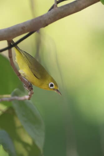Wakatobi White-eye