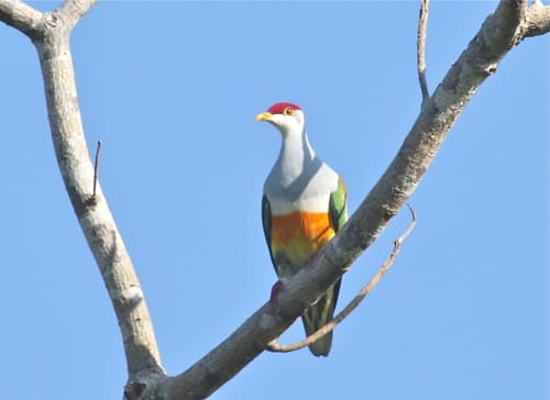 Wallace's Fruit Dove