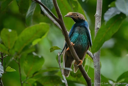 Wallace's Standardwing