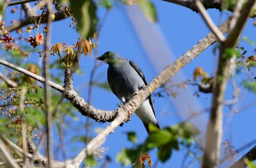 Wallacean Cuckooshrike