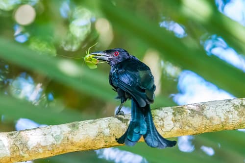Wallacean Drongo
