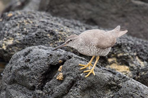 Wandering Tattler