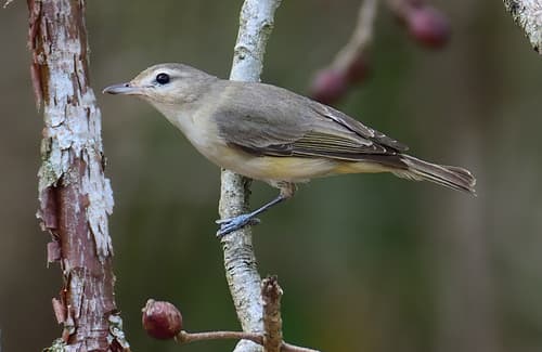 Warbling Vireo