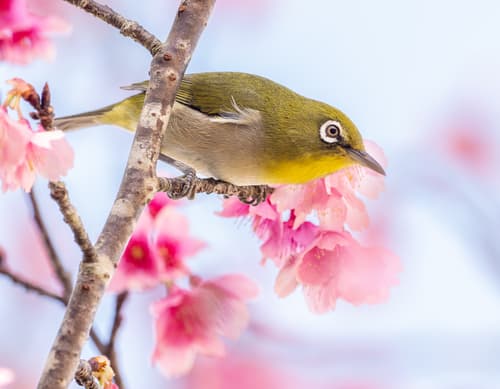 Warbling White-eye
