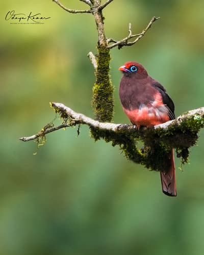 Ward's Trogon