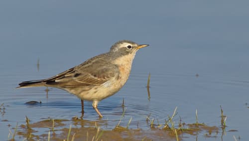 Water Pipit