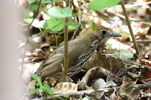 Watkins's Antpitta