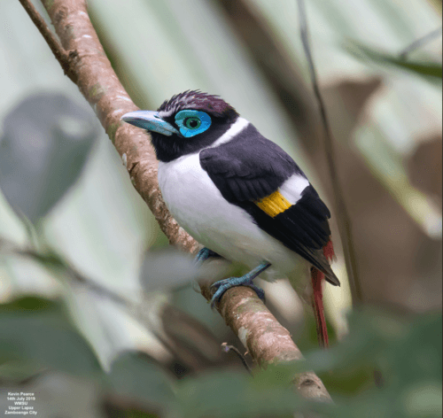 Wattled Broadbill