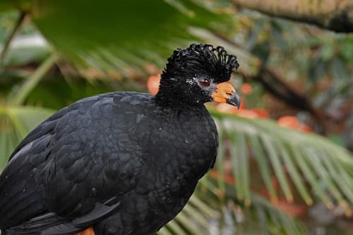 Wattled Curassow