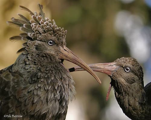 Wattled Ibis
