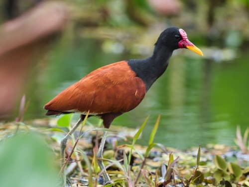 Wattled Jacana