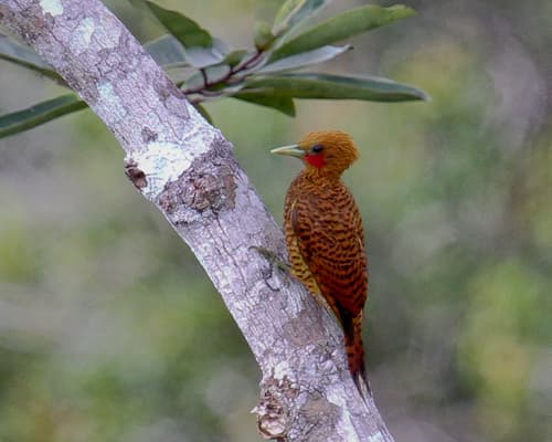 Waved Woodpecker