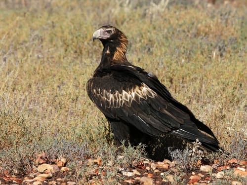 Wedge-tailed Eagle