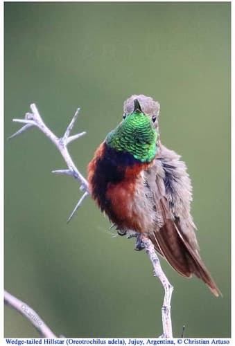 Wedge-tailed Hillstar