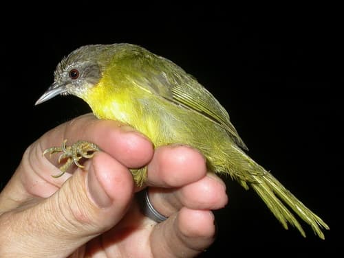 Wedge-tailed Jery