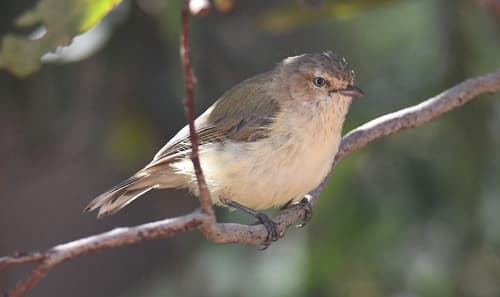 Weebill