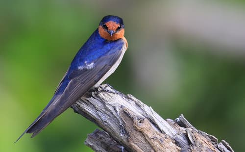 Welcome Swallow