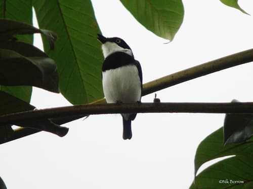West African Batis