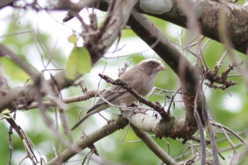 West African Seedeater