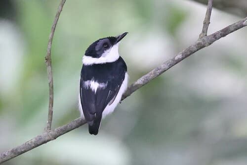 West African Wattle-eye