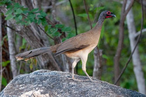 West Mexican Chachalaca